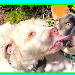 Thumbnail photo of Oliver**Video** #3