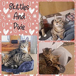 Photo of Skittles and Pixie