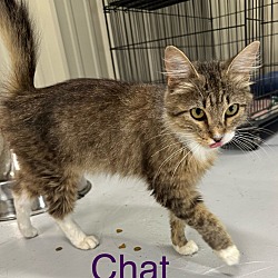 Photo of Chat