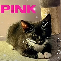 Photo of Kitten: P!nk *Featured at the Petco in Columbia, MD*
