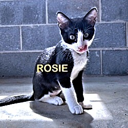 Thumbnail photo of Rosie #3