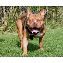 Thumbnail photo of HOOCH #1