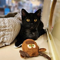 adopt a pet