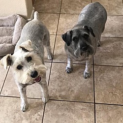 bonded pet photo