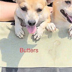 Photo of Butters