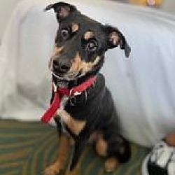 Photo of Jazzy the Doberdor!