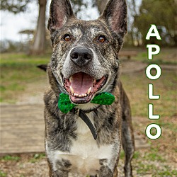 Thumbnail photo of Apollo - $25 Adoption Fee Special #1