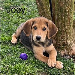 Thumbnail photo of Joey #1