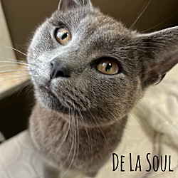Photo of De La Soul
