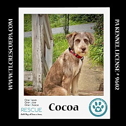 Thumbnail photo of Cocoa 060824 #3