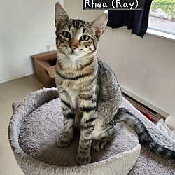 Thumbnail photo of Rhea (Ray) #1