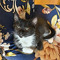 adopt-pet