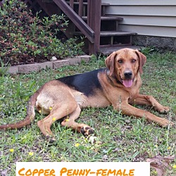 Thumbnail photo of Copper Penny (POM) #2