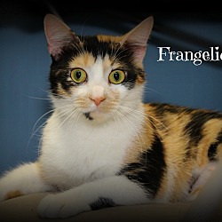 Thumbnail photo of Frangelica #2