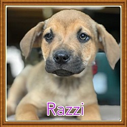Photo of Razzi