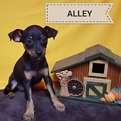 Photo of Alley ~ Pending ~