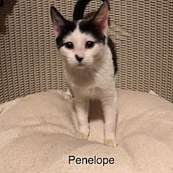 Thumbnail photo of Penelope #1