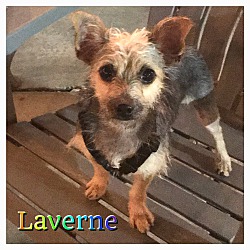 Thumbnail photo of Laverne #1