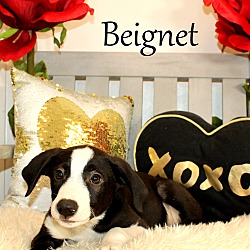 Thumbnail photo of Beignet ~ meet me! #2