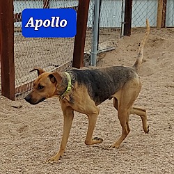 Photo of Apollo (Concho)