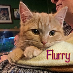 Photo of Flurry