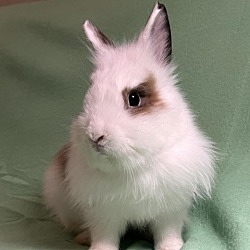 Photo of Trixie