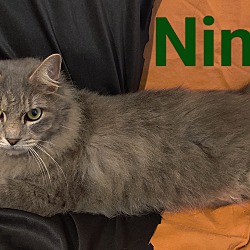 Thumbnail photo of Nima #1