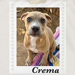 Photo of Crema