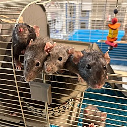 Photo of Rats