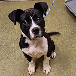Photo of PUPPY! ADOPT ME - SHELTER FULL