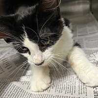 adopt a pet