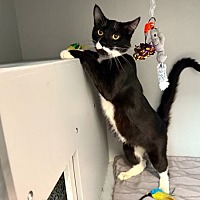 adopt a pet