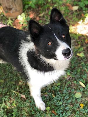 karelian bear dog adoption