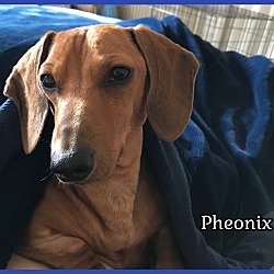 Photo of Pheonix