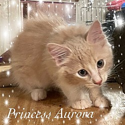 Photo of Princess Aurora