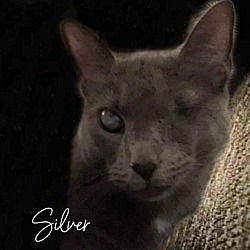 Thumbnail photo of Silver (FELV+ Foster Kitty) #2