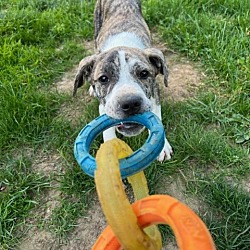 Photo of Stripe