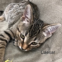 Thumbnail photo of Caesar #2