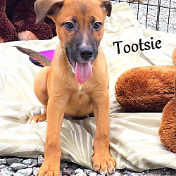 Thumbnail photo of Tootsie Roll ~ meet me! #2