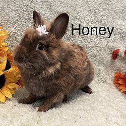 Photo of Honey