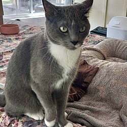 Thumbnail photo of Cosmo (Russian blue mix) #3