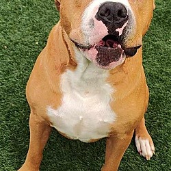 Thumbnail photo of Cristoph-$75 Adoption Fee! Diamond Dog! #4