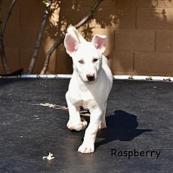 Thumbnail photo of Raspberry #1