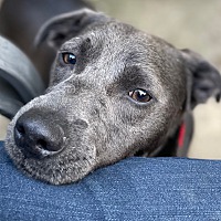 adopt a pet