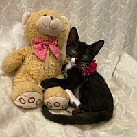 adopt a pet
