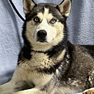 Adopt A Pet :: Gotti - Lancaster, OH