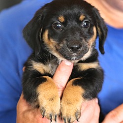 Thumbnail photo of Emily Dickinson~adopted! #1