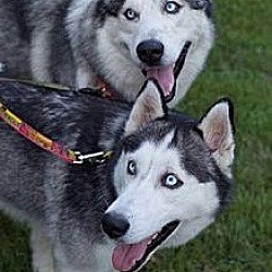 Thumbnail photo of Zina & Kodiak (Combined Fee) #1