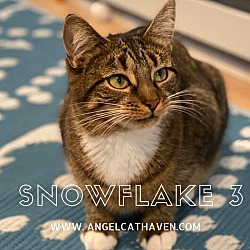 Thumbnail photo of Snowflake 3 #1