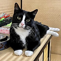 adopt a pet